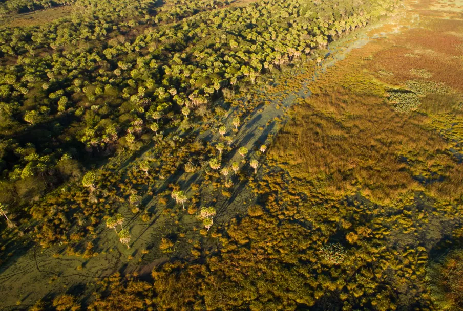 Campo con arboles