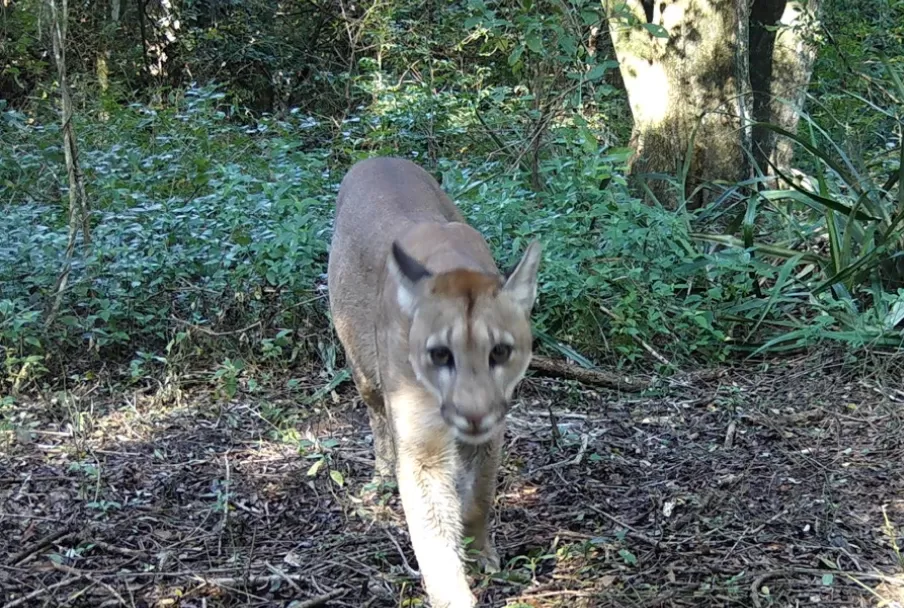 Puma Puma