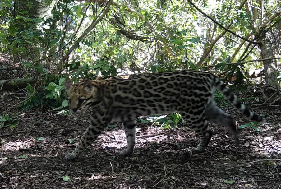 Ocelote Ocelote