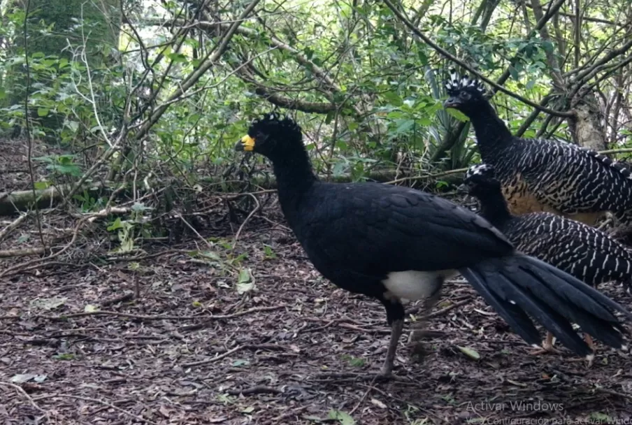 Muitu Muitu, pájaro negro con mico amarillo