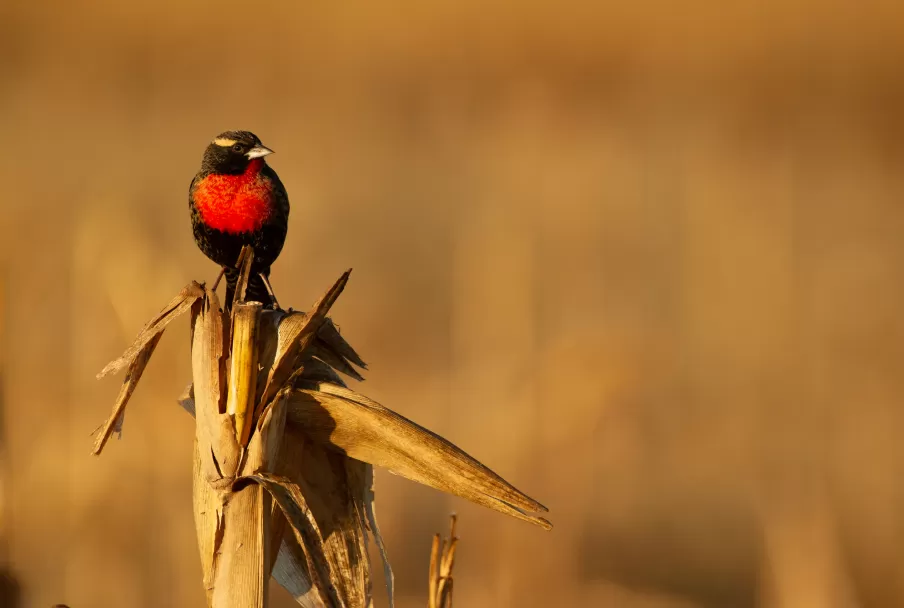 Polícia-inglesa-do-sul